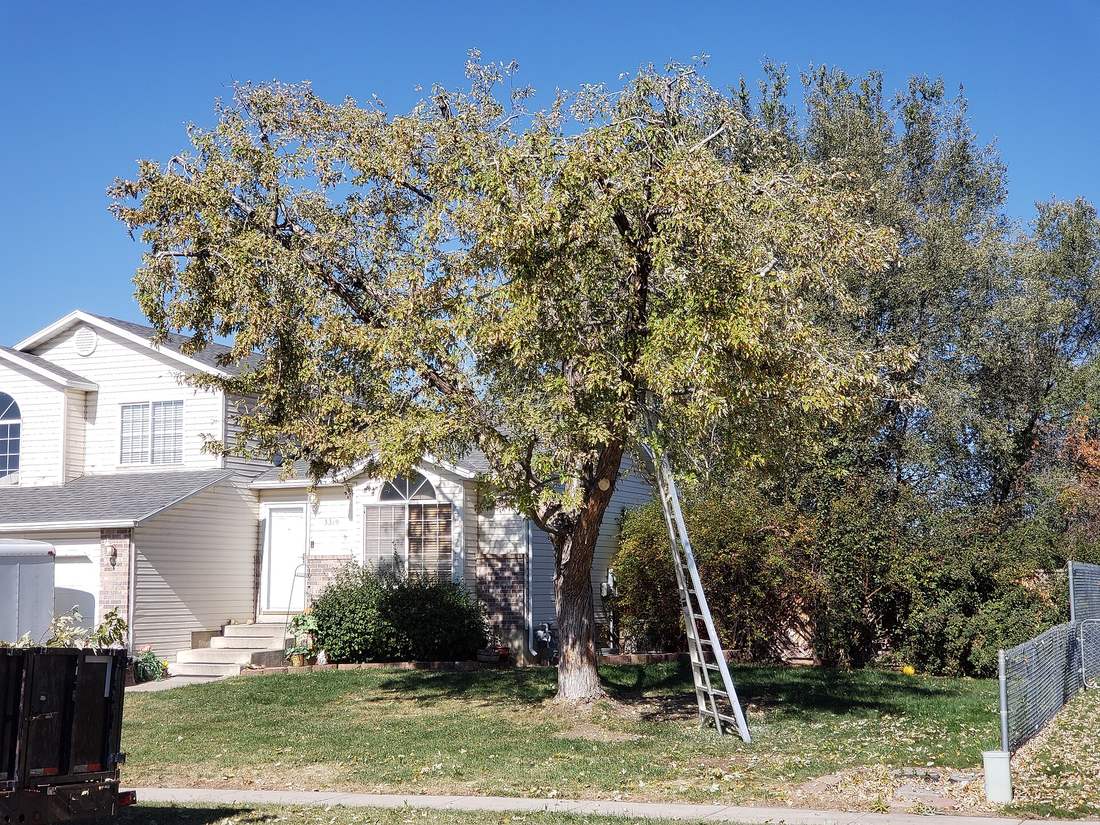 Tree service crew working safely beside a residential property